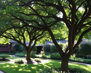 Sierbomen die Je Tuin Elegantie en Schaduw Brengen