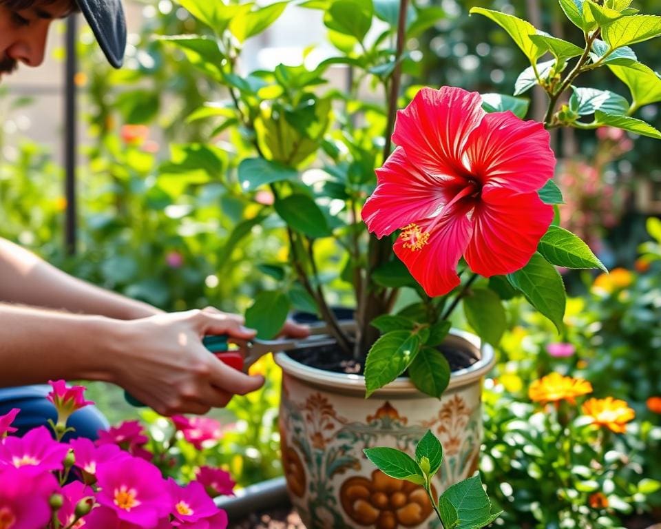 Hibiscus snoeien