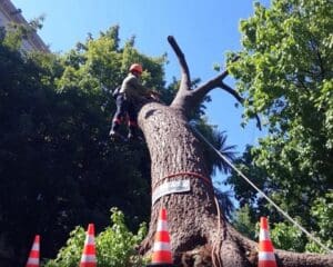 Specialistisch bomen kappen: voorkom ongelukken