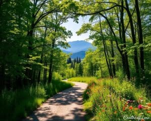 Hoe een dagelijkse wandeling je creativiteit boost