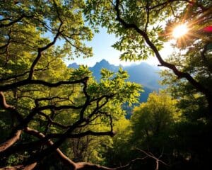 Bachledova – Uitzicht tussen boomtoppen 🇸🇰