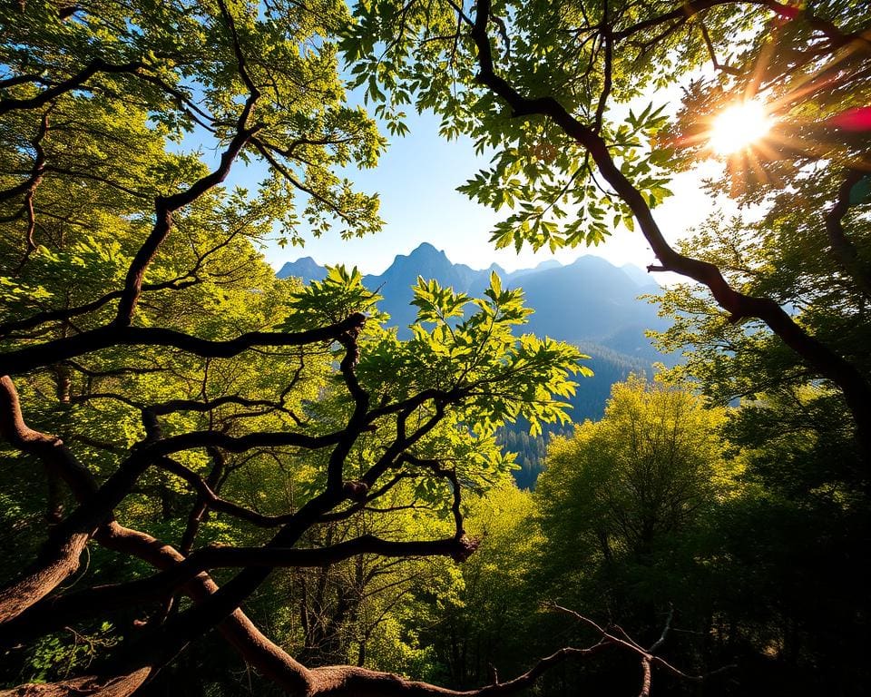 Bachledova – Uitzicht tussen boomtoppen 🇸🇰