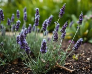 Is lavendel een vaste plant?