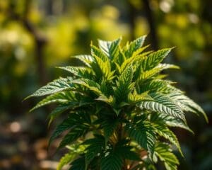 Wat is dit voor plant?