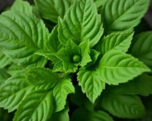 Wat is dit voor plant?