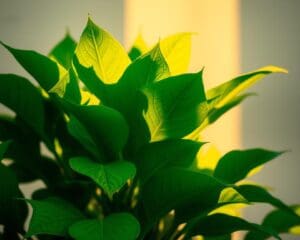 Wat is een plant?