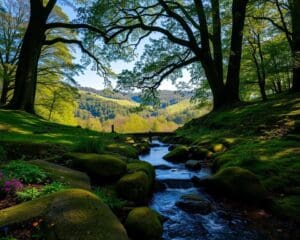 Wat maakt de Belgische Ardennen perfect voor natuur?